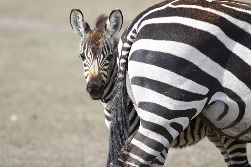baby zebra nature encounters
