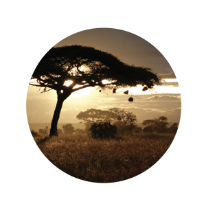 Loving Africa Since 1990!