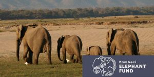 Spotlight Zambezi Elephant Fund