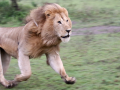 Feature-Photo-LionontheRun