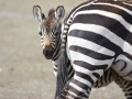 FeaturePhoto-BabyZebra