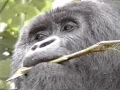 gorilla1